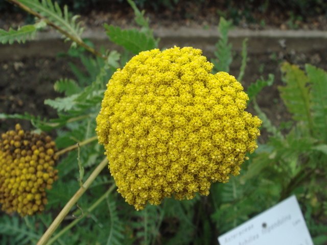 Achillea filipendulina fleur